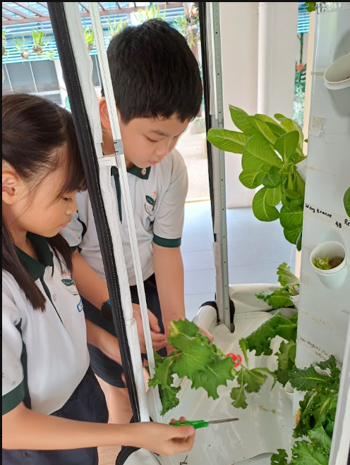 Images of students participating in our applied learning programme by harvesting the plants that they had grown.